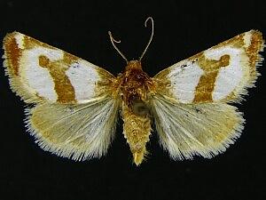 Schinia rufocostulata