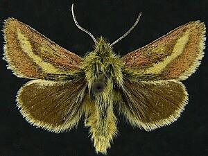 Heliolonche modicella