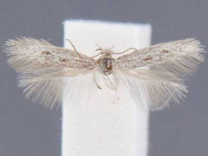 Elachista absaroka