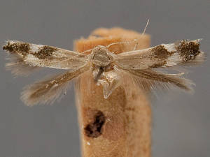 Elachista saccharella