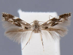 Elachista dulcinella