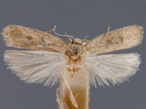 Glyphidocera meyrickella