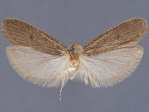 Glyphidocera septentrionella