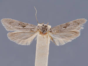 Holcocera gargantuella