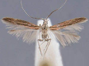 Coleophora alabama