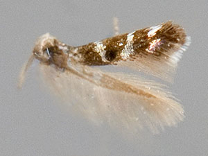 Mompha metallifera