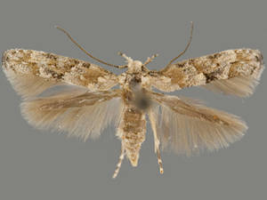 Mompha stellella