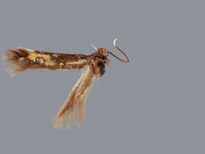 Chrysoclista villella