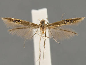 Cosmopterix sinelinea