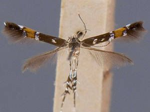 Cosmopterix clandestinella