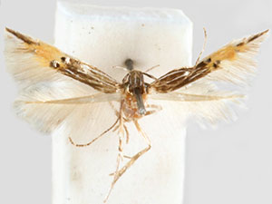 Cosmopterix callichalca