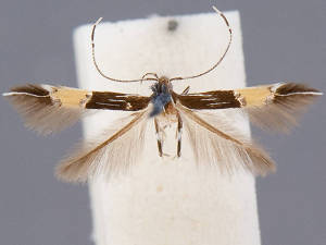 Cosmopterix lespedezae