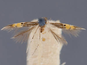 Cosmopterix minutella