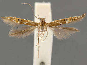 Cosmopterix scirpicola