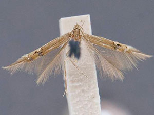 Cosmopterix fernaldella