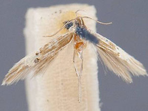 Cosmopterix floridanella