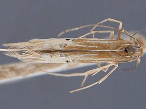 Cosmopterix floridanella