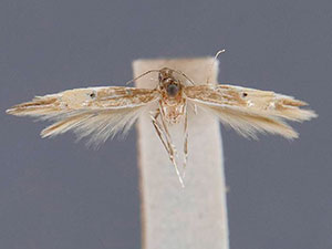 Cosmopterix facunda