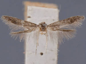 Teladoma incana