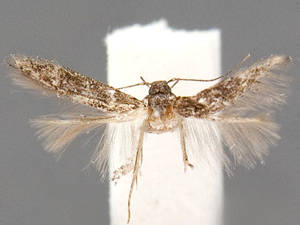 Stilbosis placatrix