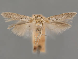 Obithome punctiferella