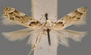 Coleotechnites piceaella