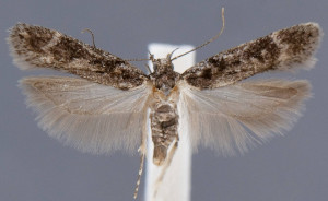 Chionodes hostis