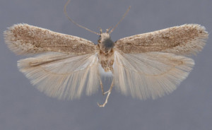 Filatima albicostella