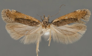 Filatima sperryi