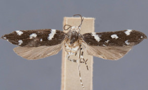 Aroga alleriella