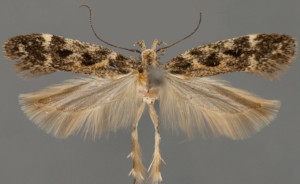 Aroga rigidae