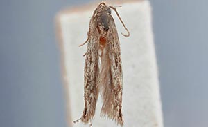 Untomia untomiella