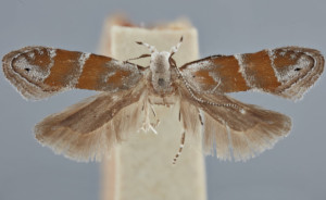 Battaristis vittella