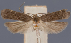 Helcystogramma melantherella