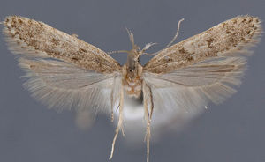 Dichomeris empusa