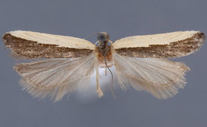 Dichomeris barnesiella