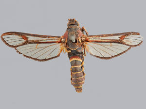 Paranthrene asilipennis