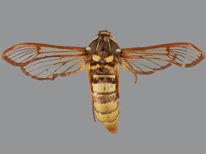 Sesia pacificum