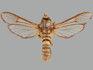 Sesia pacificum