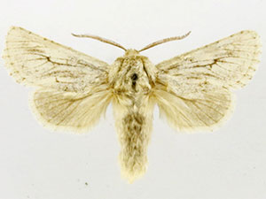 Comadia dolli