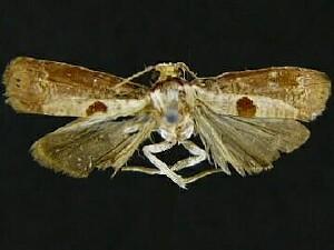 Episimus burserae