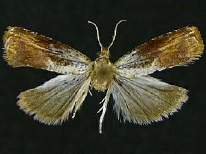 Episimus tyrius