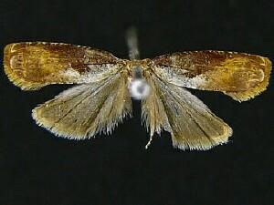 Episimus tyrius