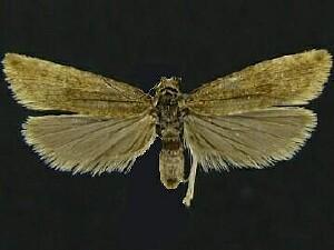 Bactra verutana