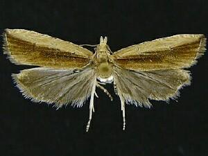 Bactra maiorina