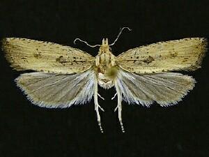 Bactra priapeia