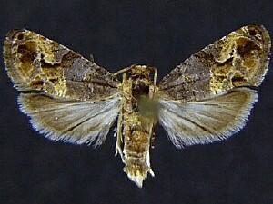 Paralobesia viteana