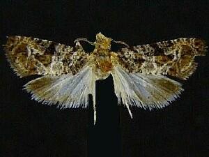 Paralobesia yaracana