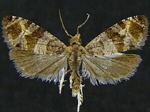 Paralobesia carduana