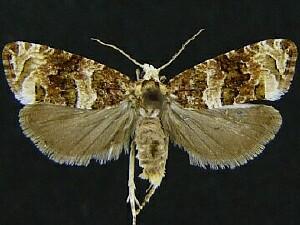 Ahmosia galbinea